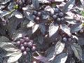 Ornamental Pepper varieties / Capsicum annuum  
